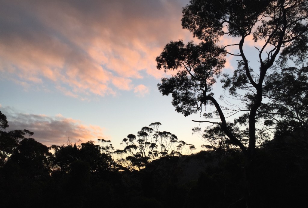 Wollongong Mount Keira Forest