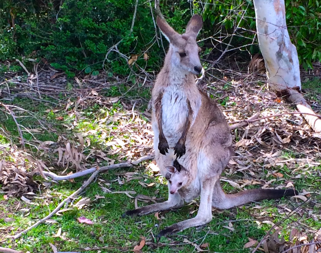 australie morisset kangourou